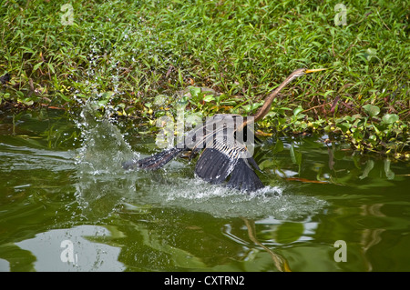 Horizontale Nahaufnahme eines orientalischen oder indischen Darter Vogel vom Wasser abheben. Stockfoto