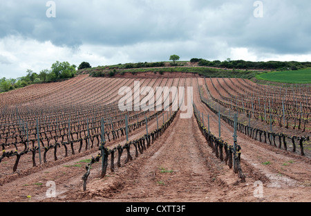Wineyard in La Rioja in the cloudy day in spring Stockfoto