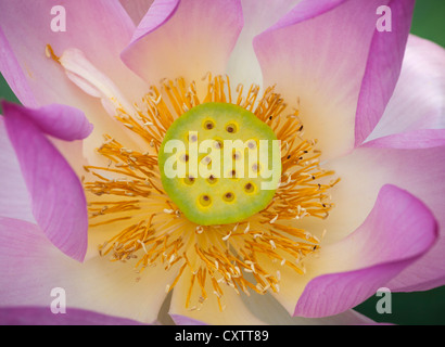 Washington, D.c.: Lotusblüte (Nelumbo Nucifera) im Lotusteich der Kenilworth Park und Gärten Aquatic Stockfoto