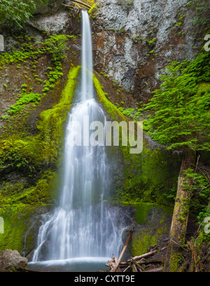 Olympic Nationalpark, WA: Marymere Falls fließt über Moos und Farnen bedeckt Basaltfelsen in der Nähe von Crescent Lake Stockfoto