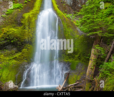 Olympic Nationalpark, WA: Marymere Falls fließt über Moos und Farnen bedeckt Basaltfelsen in der Nähe von Crescent Lake Stockfoto