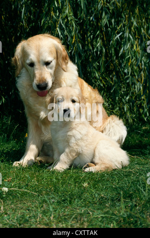 ZWEI GOLDEN RETRIEVER - WELPEN SITZEN, GANZKÖRPER, SEITENANSICHT UND ERWACHSENEN / IRLAND Stockfoto