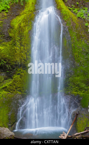 Olympic Nationalpark, WA: Marymere Falls fließt über Moos und Farnen bedeckt Basaltfelsen in der Nähe von Crescent Lake Stockfoto