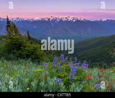 Olympic Nationalpark, WA: Blick auf den Olymp und Ridge Linien der Hurricane Ridge im Morgengrauen von Hurricane Hill Stockfoto