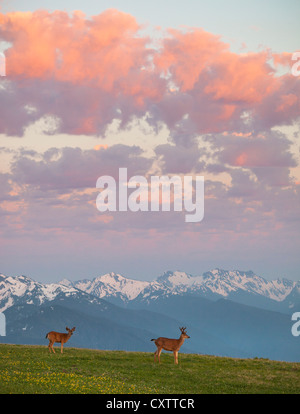 Olympic Nationalpark, WA: Ein paar schwarz - Tailed Hirsche auf Hurrikan Hügel unter Sonnenuntergang. Stockfoto