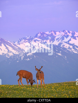 Olympic Nationalpark, WA: Ein paar schwarz - Tailed Hirsche grasen auf Lawine Lilien auf Hurrikan Hügel in der Abenddämmerung. Stockfoto