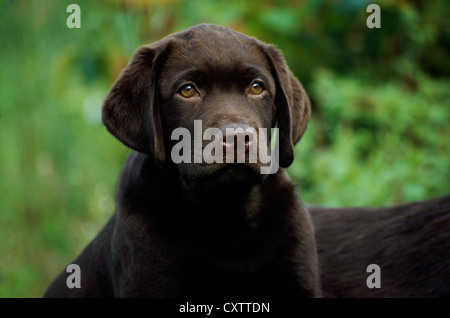 CLOSE-UP OF CHOCOLATE LABRADOR RETRIEVER WELPE / IRLAND Stockfoto