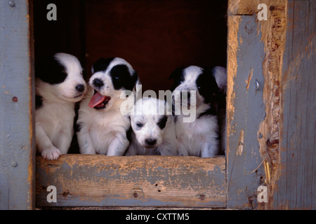 AUSTRALIAN SHEPHERD/BLAU GEMISCHT HEELER WELPEN, 3 Wochen alt/Pennsylvania Stockfoto