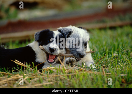 AUSTRALIAN SHEPHERD/BLAU GEMISCHT HEELER WELPEN, 6 Wochen alt/Pennsylvania Stockfoto