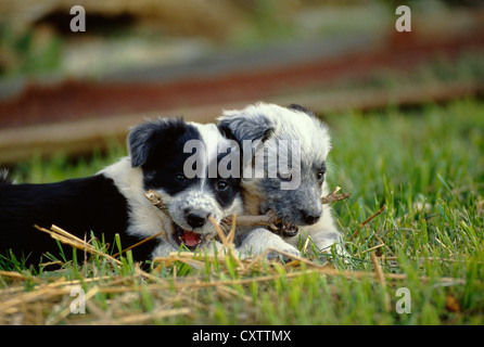 AUSTRALIAN SHEPHERD/BLAU GEMISCHT HEELER WELPEN, 6 Wochen alt/Pennsylvania Stockfoto