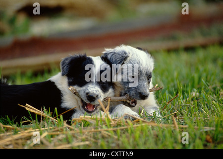 AUSTRALIAN SHEPHERD/BLAU GEMISCHT HEELER WELPEN, 6 Wochen alt/Pennsylvania Stockfoto