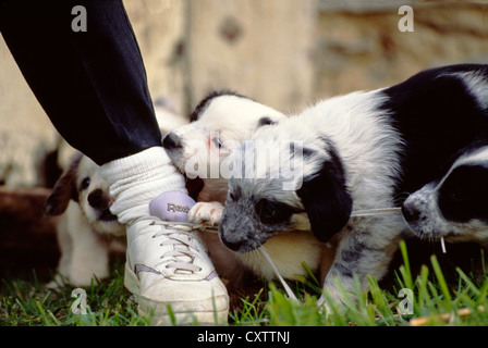 AUSTRALIAN SHEPHERD/BLAU GEMISCHT HEELER WELPEN, 6 Wochen alt/Pennsylvania Stockfoto