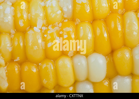 süßer Mais Maiskolben mit Butter und Salz Stockfoto