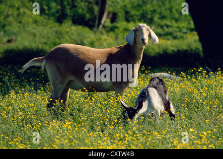 NUBISCHE ZIEGEN IN WILDFLOWER FELD / PENNSYLVANIA Stockfoto