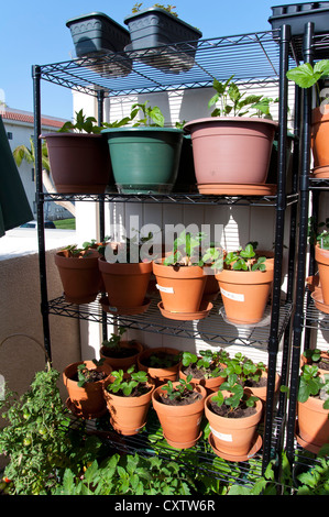 Pflanzen im Topf Stockfoto