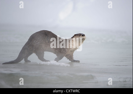 Ein Fischotter (Lontra Canadensis) zu Fuß auf einen gefrorenen Teil eines Flusses, Northern Rockies Stockfoto