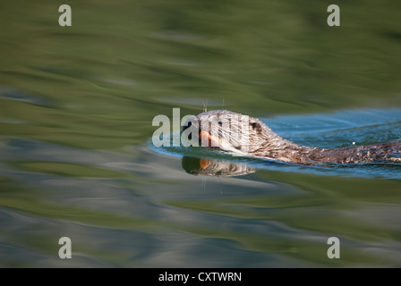 Fischotter Pup schwimmt mit einer Forelle in seinen Mund - Lontra Canadensis - Northern Rockies Stockfoto