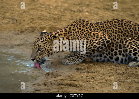 Sri Lanka Leopard Trinkwasser aus einer Pfütze (Panthera Pardus Kotiya) Stockfoto