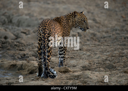 Sri Lanka Leopard Trinkwasser aus einer Pfütze (Panthera Pardus Kotiya) Stockfoto