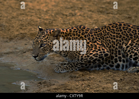 Sri Lanka Leopard Trinkwasser aus einer Pfütze (Panthera Pardus Kotiya) Stockfoto