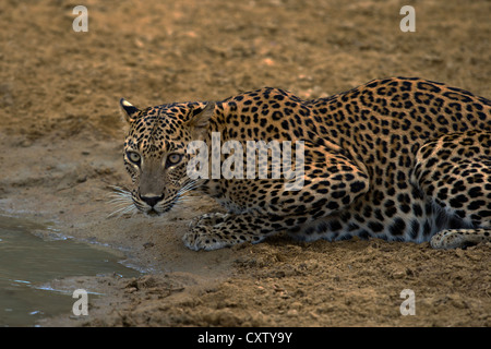 Sri Lanka Leopard Trinkwasser aus einer Pfütze (Panthera Pardus Kotiya) Stockfoto