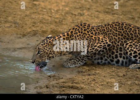 Sri Lanka Leopard Trinkwasser aus einer Pfütze (Panthera Pardus Kotiya) Stockfoto