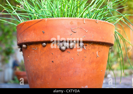 Gruppe von Babyschnecken auf der Kante von einem Terrakotta Garten Blumentopf Stockfoto