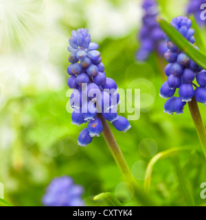 Muscari Armeniacum Blume oder allgemein bekannt als Trauben Hyazinthe im defokussierten Frühlingsgarten. Stockfoto