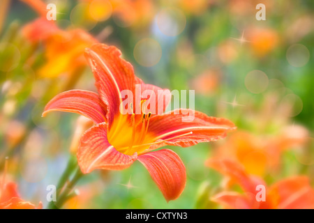 Orange Garten Taglilien auf einem unscharfen Hintergrund mit Bokeh und Stars. Stockfoto