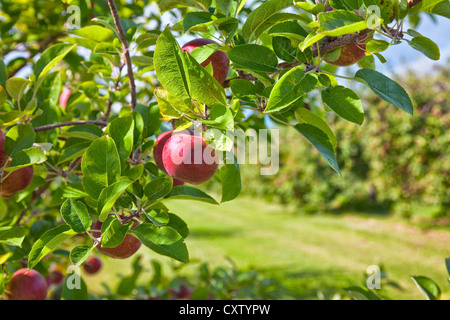 Reife rote Äpfel hängen an einem Baum in einer Apfelplantage. Stockfoto