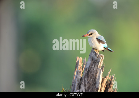 Woodland Kingfisher - Senegal Kingfisher (Halcyon Senegalensis) thront auf einem Stück Holz Masai Mara Stockfoto