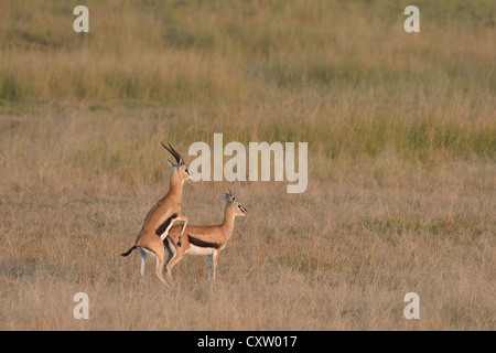 Thomson es Gazelle - Tommie - Tommy (Eudorcas Thomsonii - Gazella Thomsonii) koppeln Paarung in der Savanne Masai Mara Stockfoto