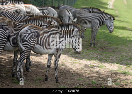 GREVY Zebra-Herde von Stuten, Equus Grevyi, suchen Schatten im Marwell zoo Stockfoto