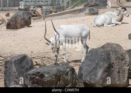 Addax Screwhorn Antilope im Gehäuse Addax Nasomaculatus & Dorcas Gazelle im Hintergrund Gazella Dorcas Neglecta im Marwell zoo Stockfoto