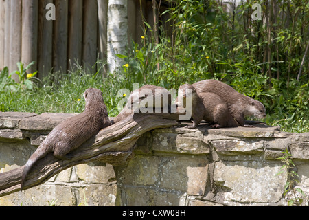 Familie von orientalischen kleine krallte Otter, Aonyx Cinerea, spielen von Log und Wand im Marwell zoo Stockfoto