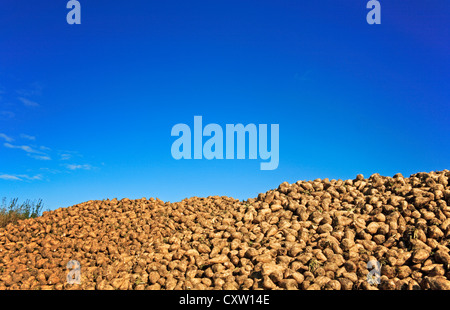 Haufenweise geernteten Zuckerrüben vor einem tiefblauen Himmel am Forncett, Norfolk, England, Vereinigtes Königreich. Stockfoto