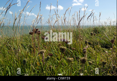 Blick von der Klippe Vegetation auf dem Saxon Shore Weg zwischen Kingsadown und St. Margrets Bay, Kent Stockfoto