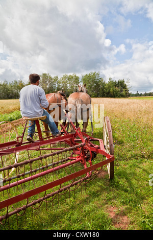 Pferdekutsche Heu Rake bei an der provinziellen Pflügen Match und Parade & landwirtschaftliche Messe, Dundas, PEI. Stockfoto