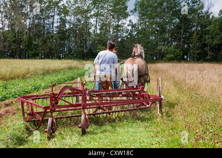 Pferdekutsche Heu Rake bei an der provinziellen Pflügen Match und Parade & landwirtschaftliche Messe, Dundas, PEI. Stockfoto