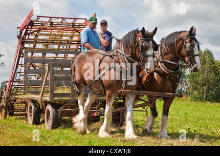 Pferdekutsche Heulader an an der provinziellen Pflügen Match und Parade & landwirtschaftliche Messe, Dundas, PEI. Stockfoto