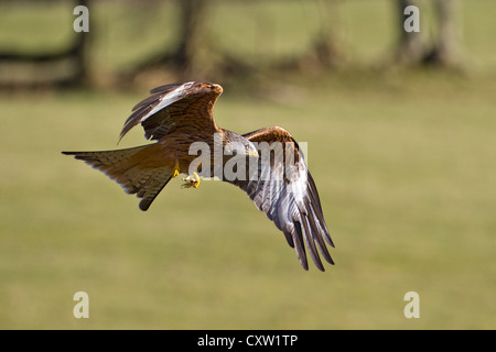 Eine Nahaufnahme von einem Rotmilan (Milvus Milvus) über Ackerland in Wales, ausgestreckten Flügeln zu fliegen Stockfoto