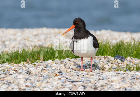 Eurasion Austernfischer (Haematopus Ostralegus) auf einem sonnigen Kiesstrand Stockfoto