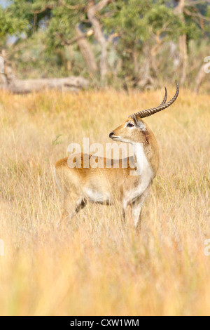 Männliche roten Letschwe (Kobus Leche) mit gut entwickeltes Geweih stehen lange Gras, Okavangodelta Stockfoto