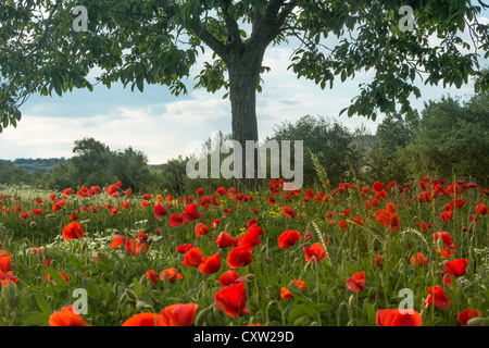 Toskanischen Aussicht auf ein einsamer Baum in einem Mohnfeld in der Nähe von Pienza in Italien Stockfoto