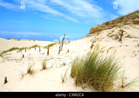 Wanderdünen der Slowinski-Nationalpark in Polen Stockfoto