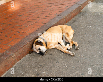 schlafenden Hund diagonal oder lassen Sie schlafen Hunde liegen. Einer der vielen faulen Hunde in Buyukada Türkei Stockfoto