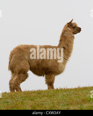 Behaarte Alpaca im Profil stehender heller Hintergrund Stockfoto