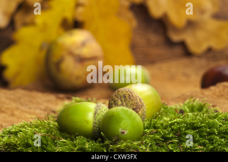 Herbst Hintergrund mit Eichel Früchten auf grünem Moos Stockfoto