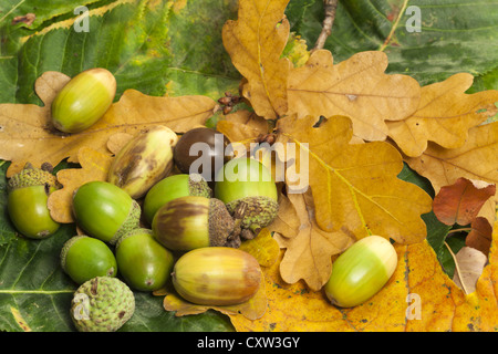 Herbst Hintergrund mit Eichel Früchte auf bunten Laub Stockfoto