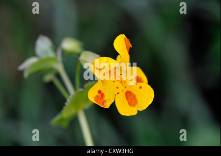 Hybrid-Blume: Hybrid Monkeyflower & Blutstropfen Emlets (Mimulus Guttatus X Mimulus Luteus) Stockfoto